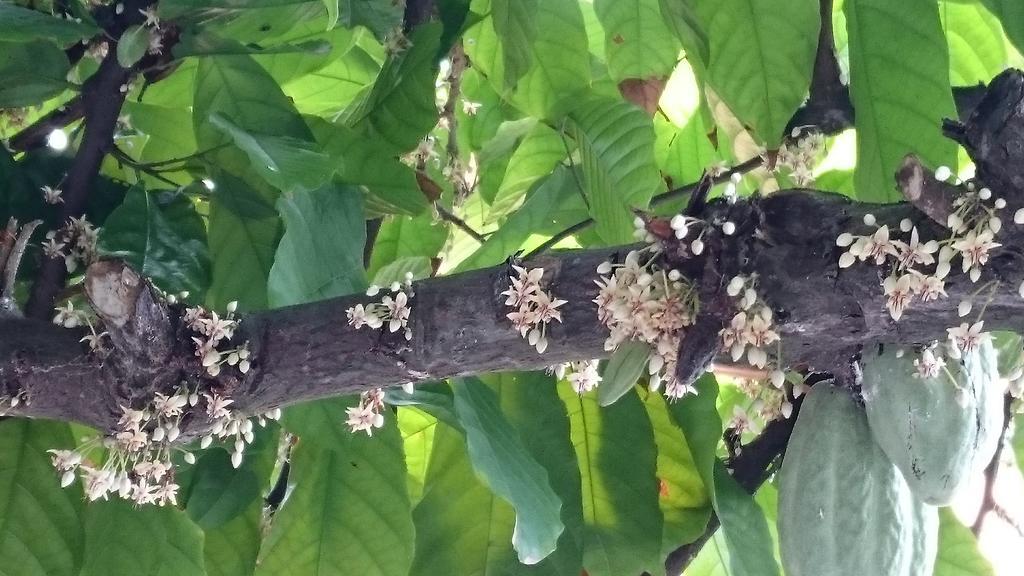 Pousada Cheiro De Cacau Порто Сегуро Екстериор снимка